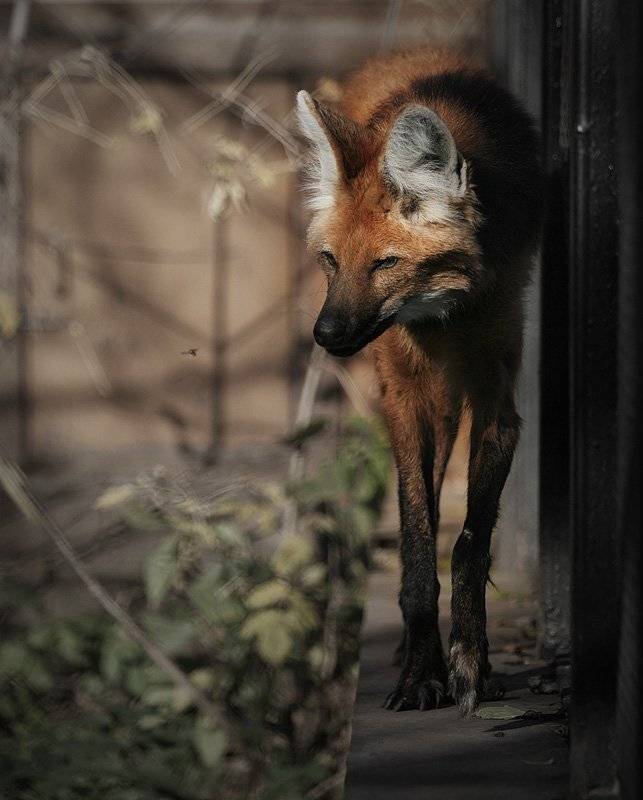 , Максим Юлдашев