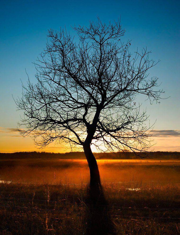 утро, туман, дерево, рассвет, ильдар, гилязов, Ildar