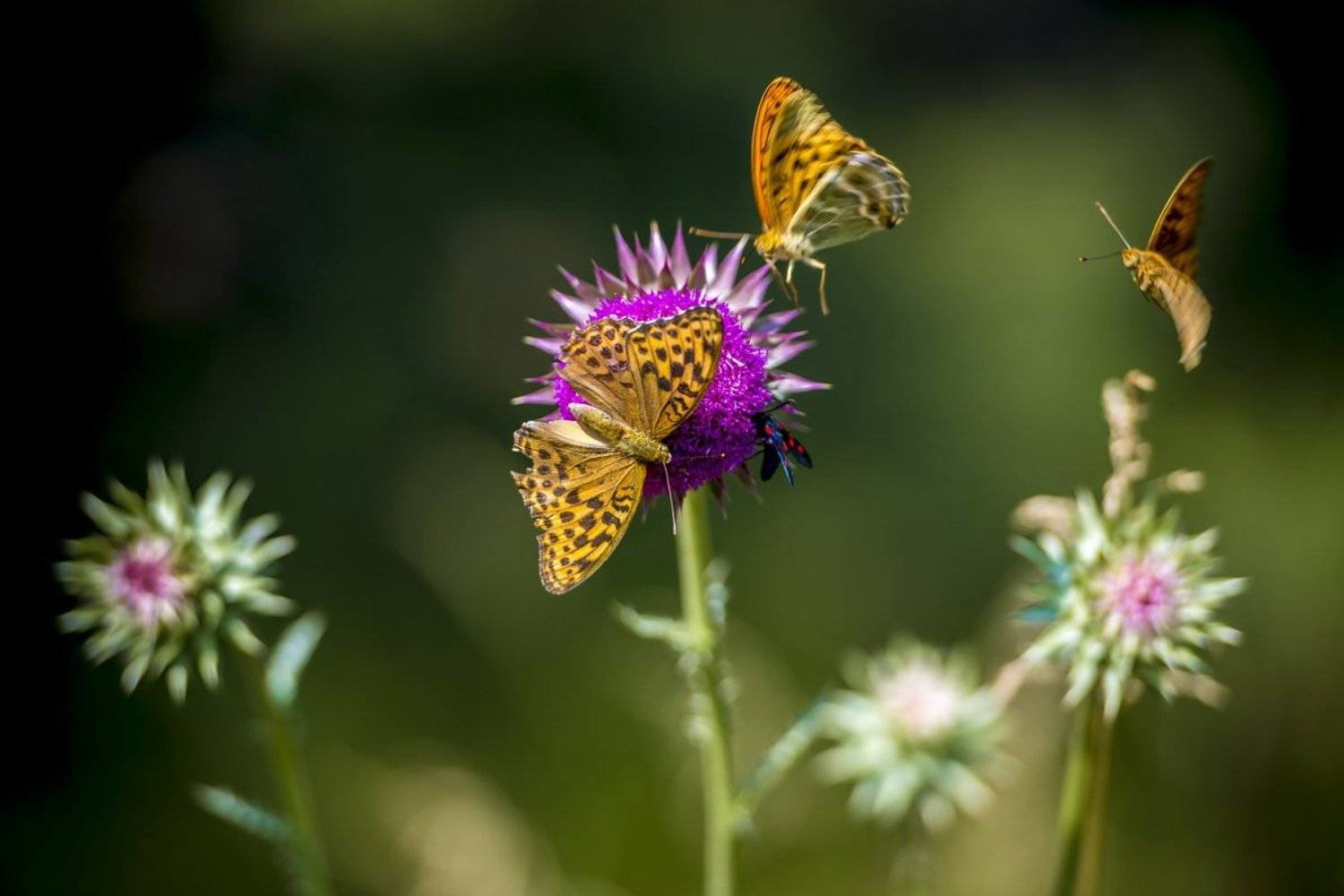 , Андрей Кашлаков