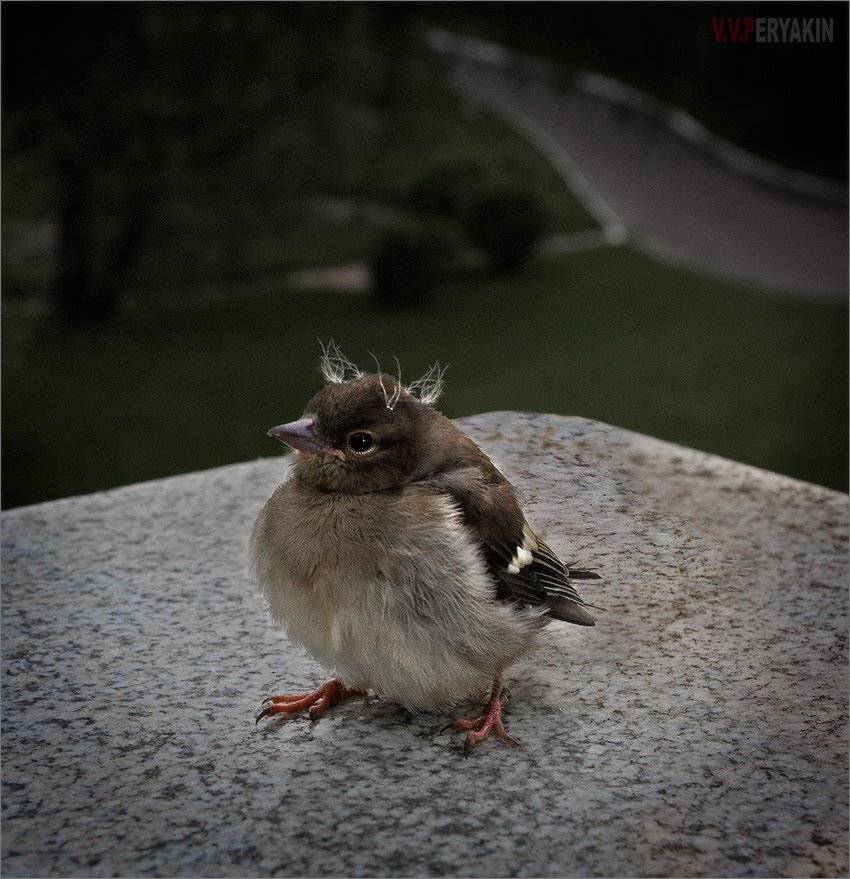 , Виктор Перякин