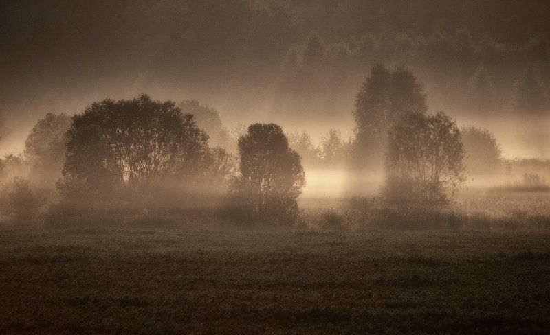 Солнечный дождь. фото превью