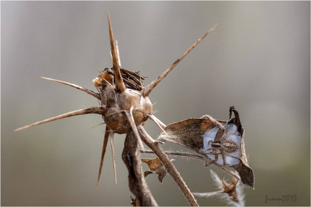 , Игорь ФУММ