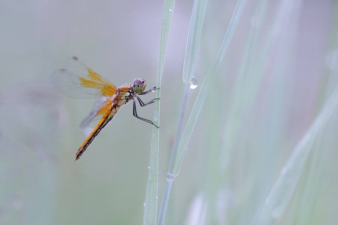 , Вилюнов Дмитрий