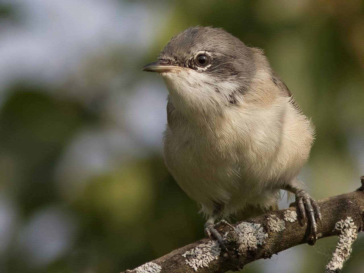 , Ляпустин Юра
