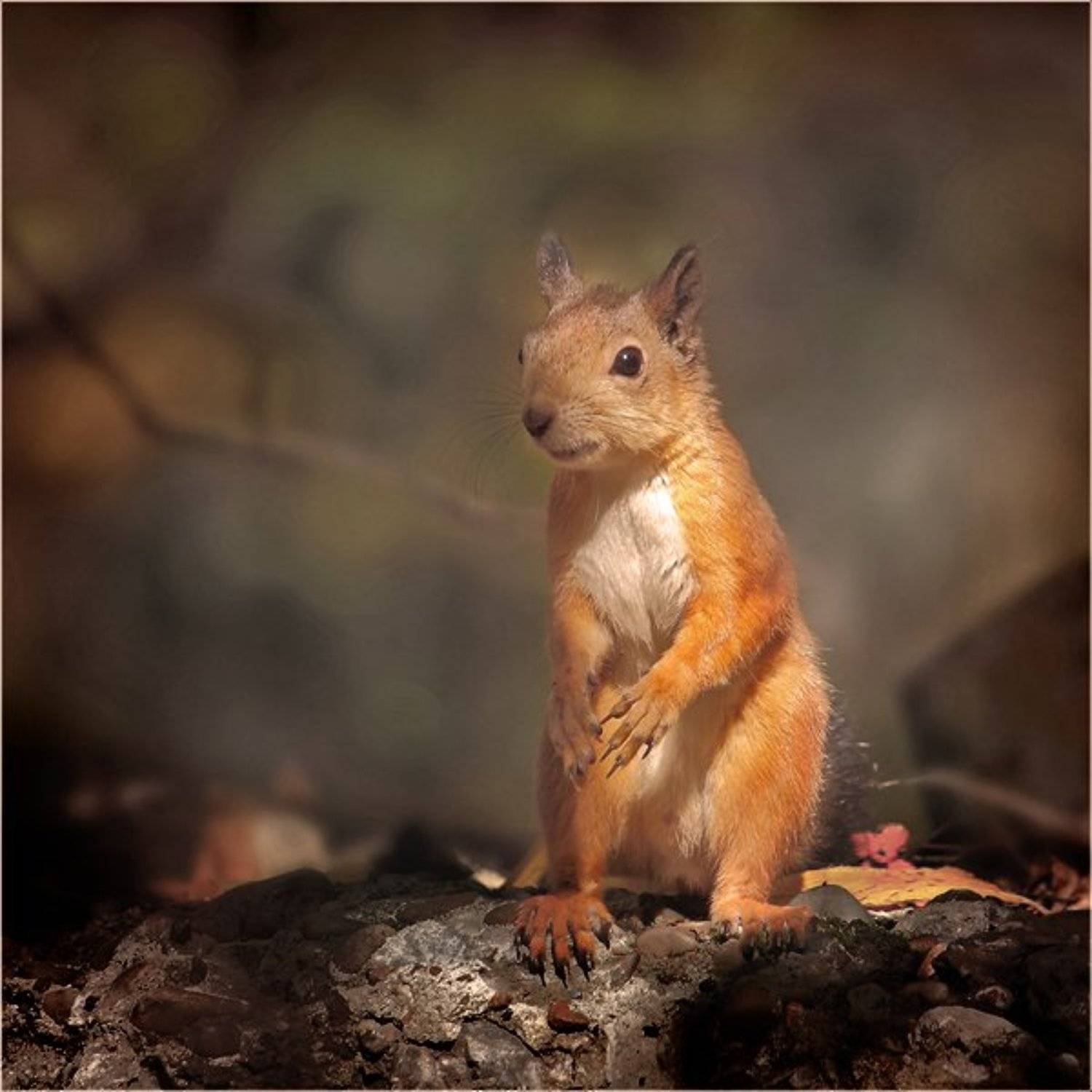 , Дмитрий Алексеев