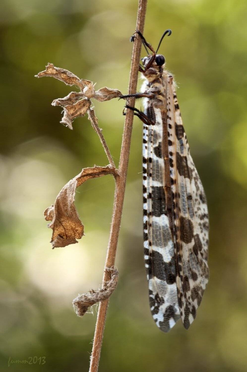 , Игорь ФУММ