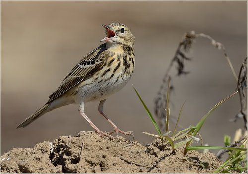 Лесной конёк