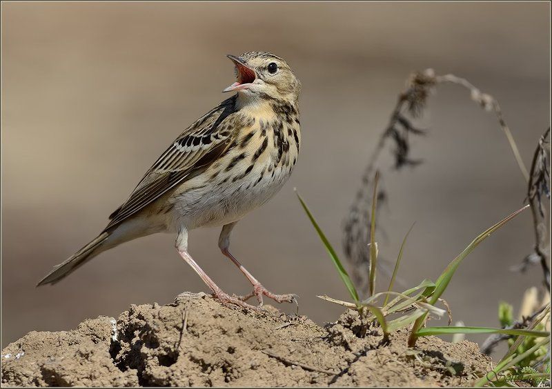 птицы, природа, лесной конёк, лето, anthus trivialis Лесной конёк фото превью