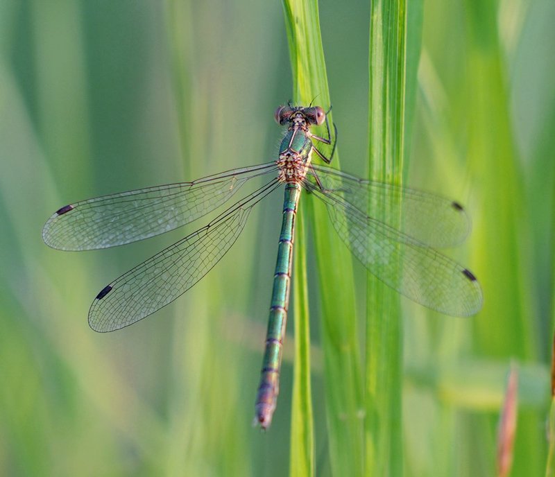 стрекоза, макро, macro, closeup, *** фото превью