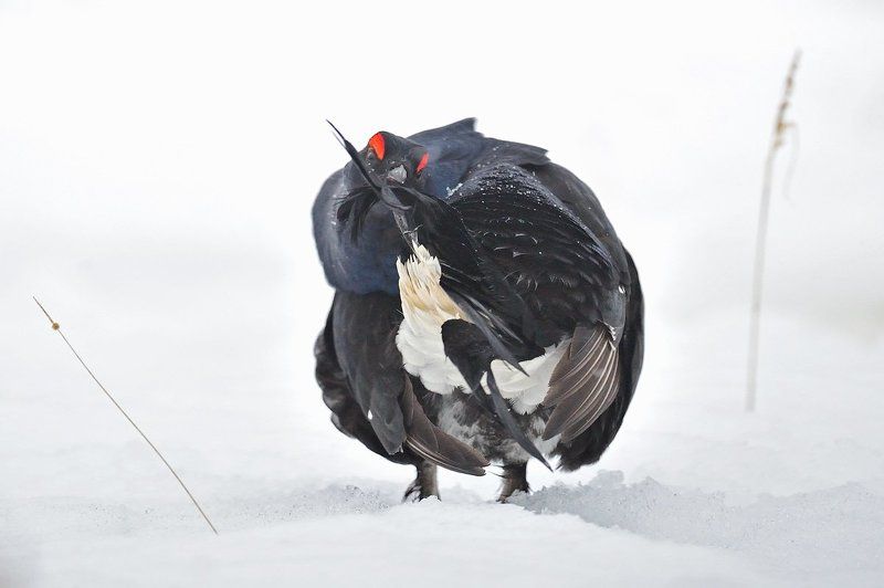 Наводя марафет фото превью