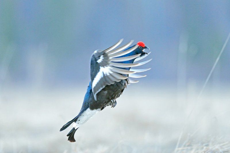 Morning dance фото превью