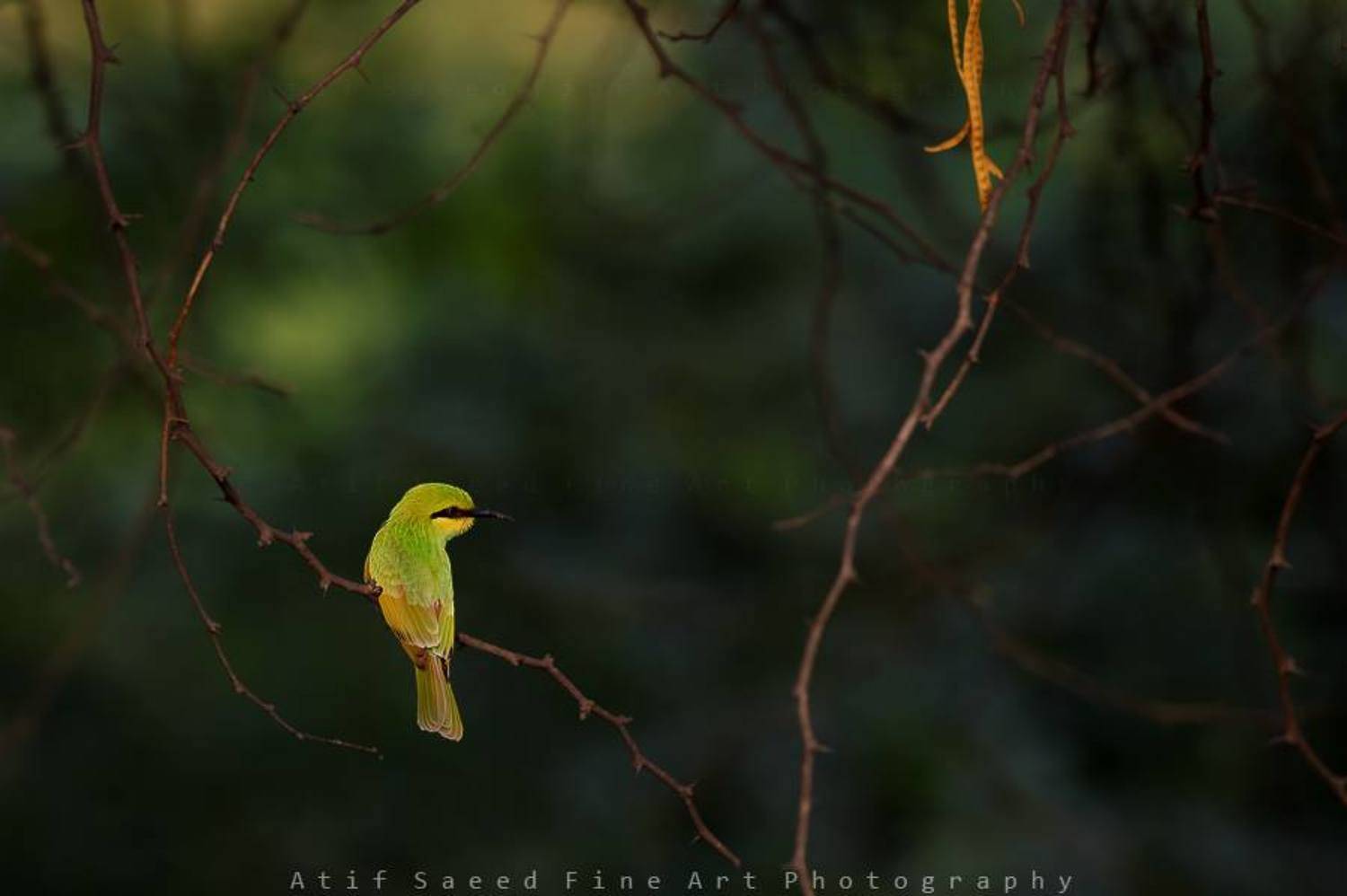, M Atif Saeed