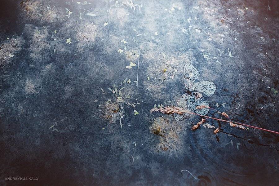 Butterfly, Fly, Nature, Water, Андрей Куськало
