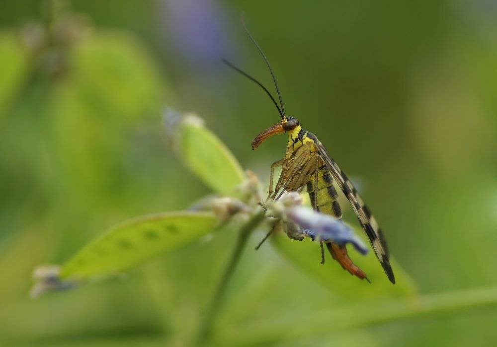 , Чепленко Алексей