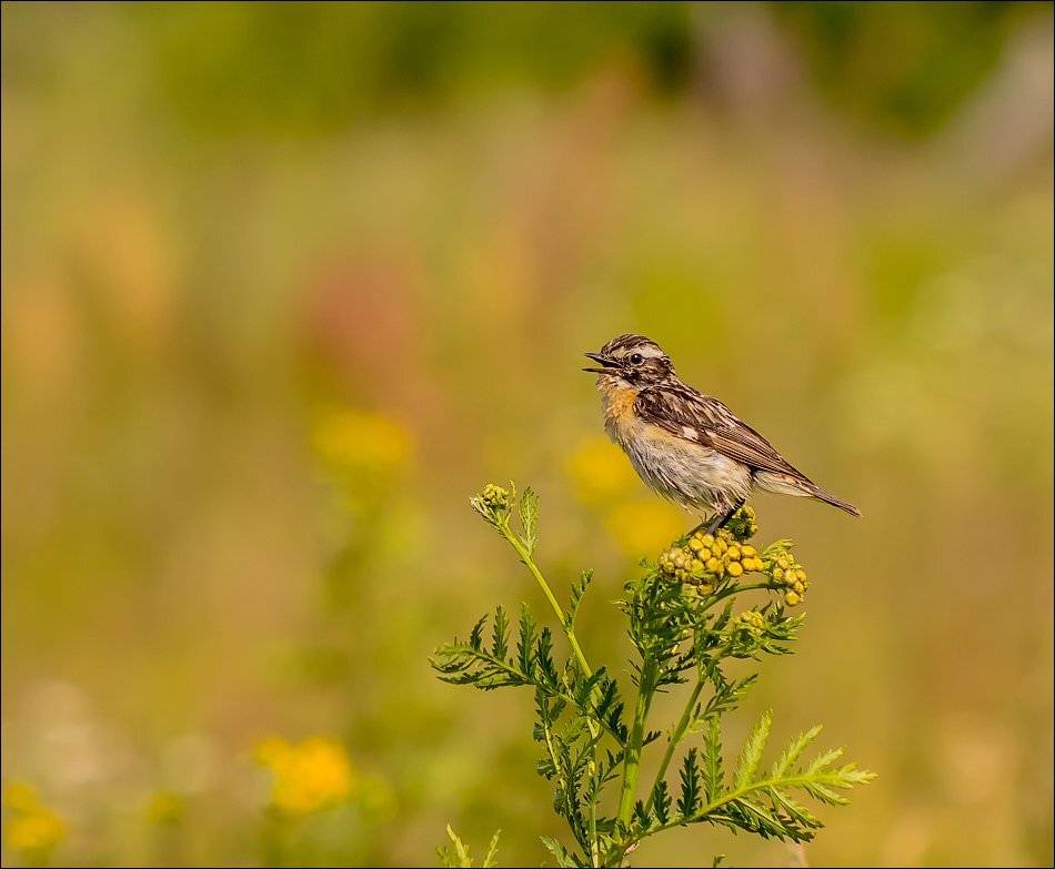 , Бурлов Андрей