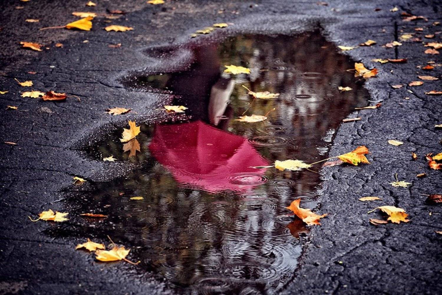 , vladimirvolkhonsky