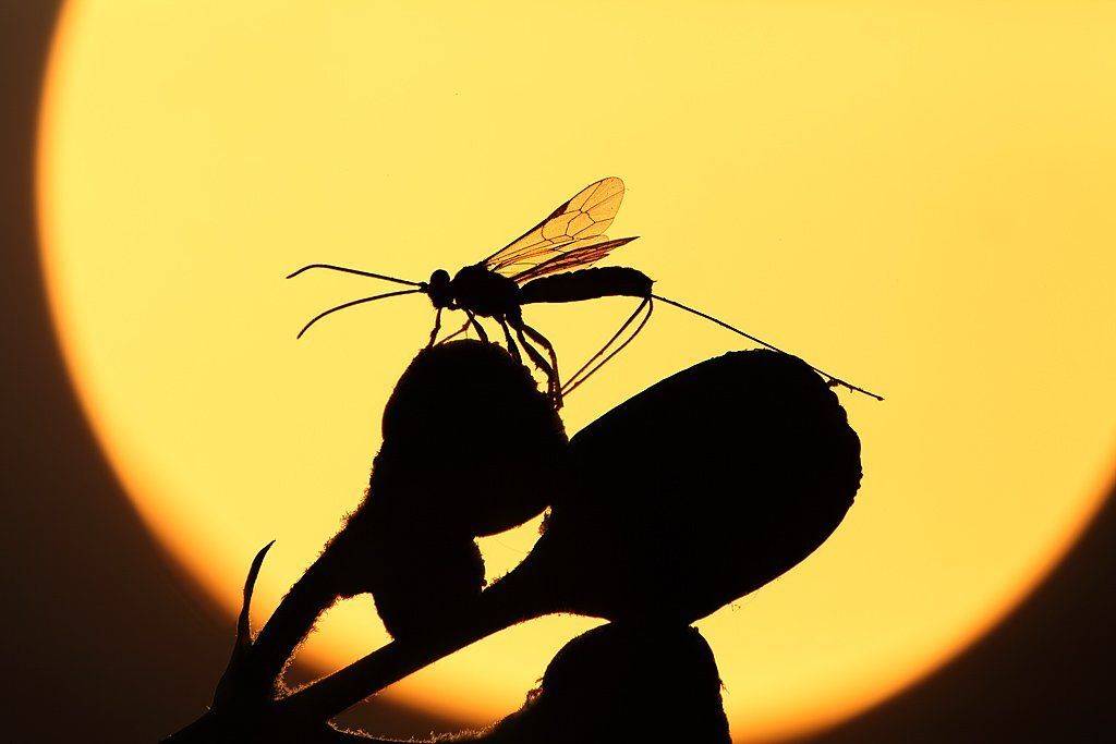 , Сергей Таланов