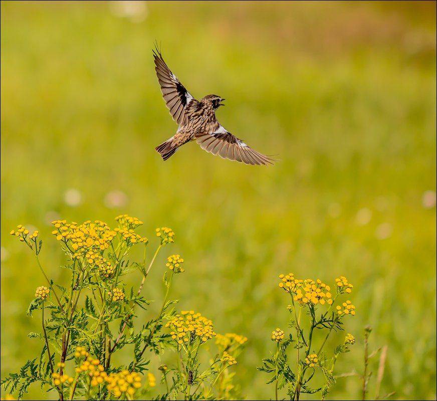 , Бурлов Андрей
