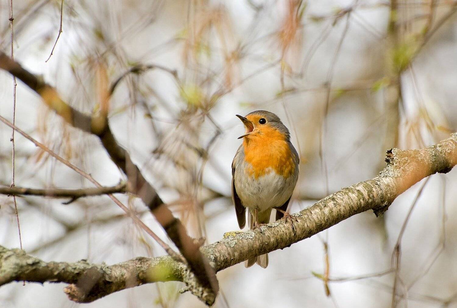 , Михаил Агеев