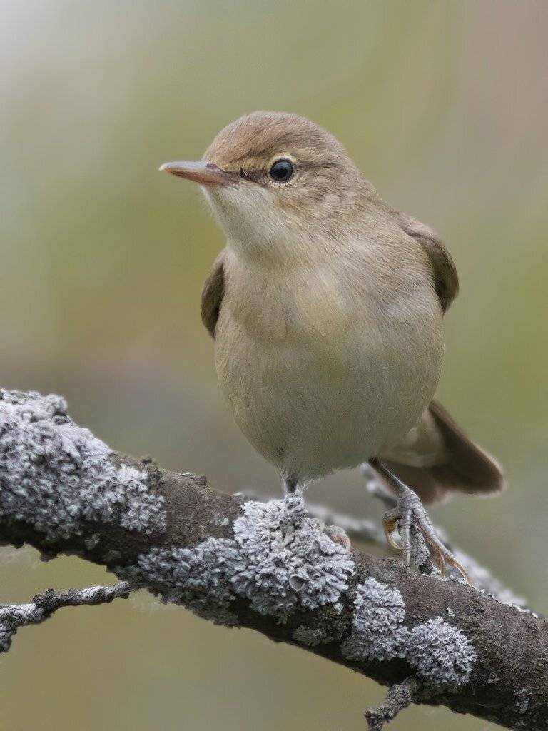 , Ляпустин Юра