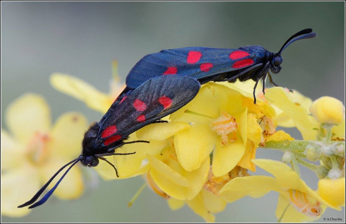 пестрянки,пара,любовь,trifolii, Александр Чувилин