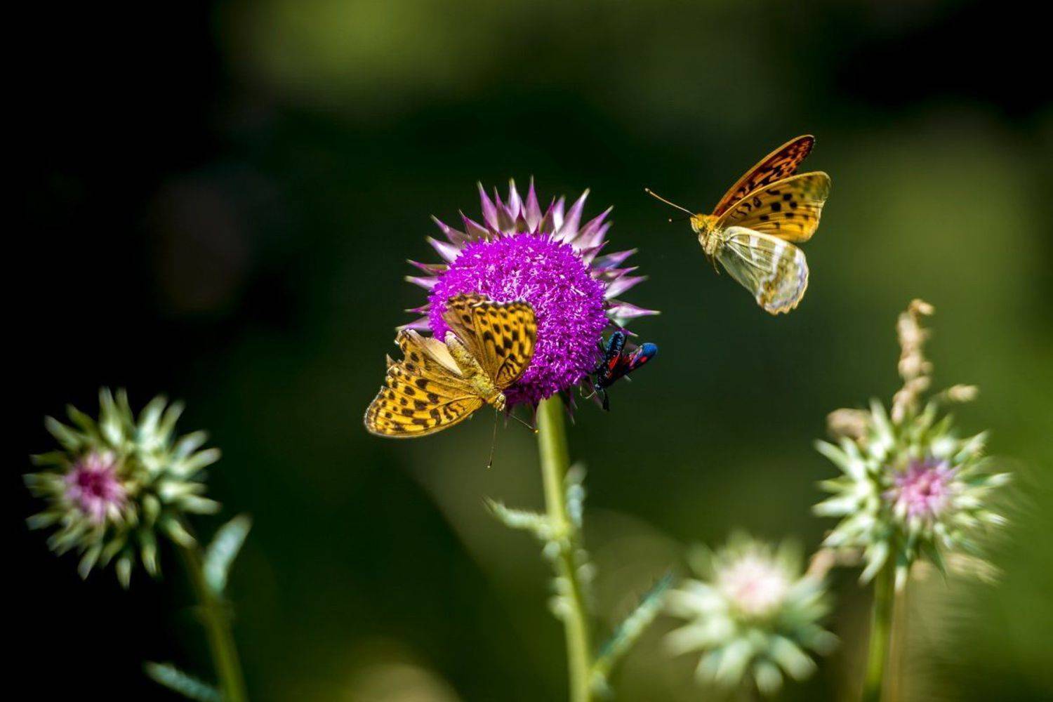 , Андрей Кашлаков