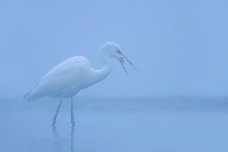 Great egret фото превью