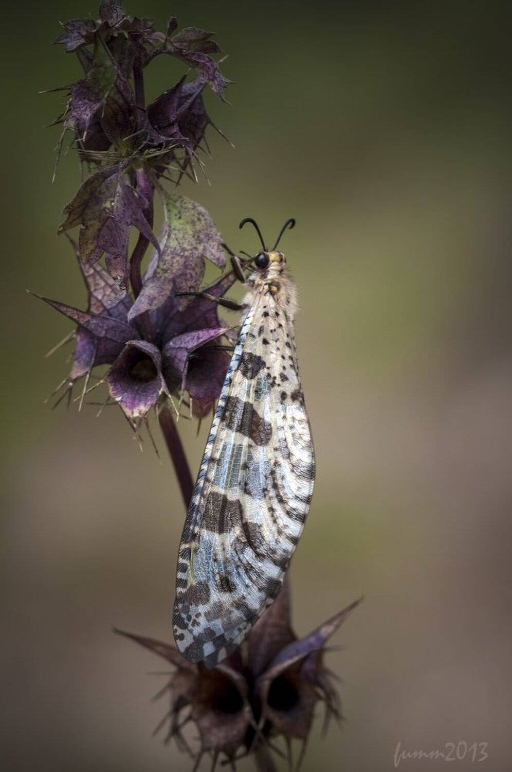 , Игорь ФУММ