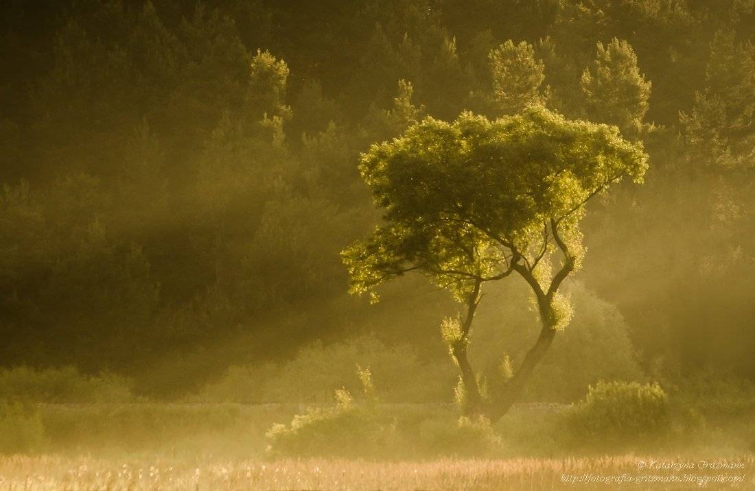 , Katarzyna Gritzmann