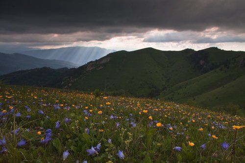 Лежа на ковре из цветов