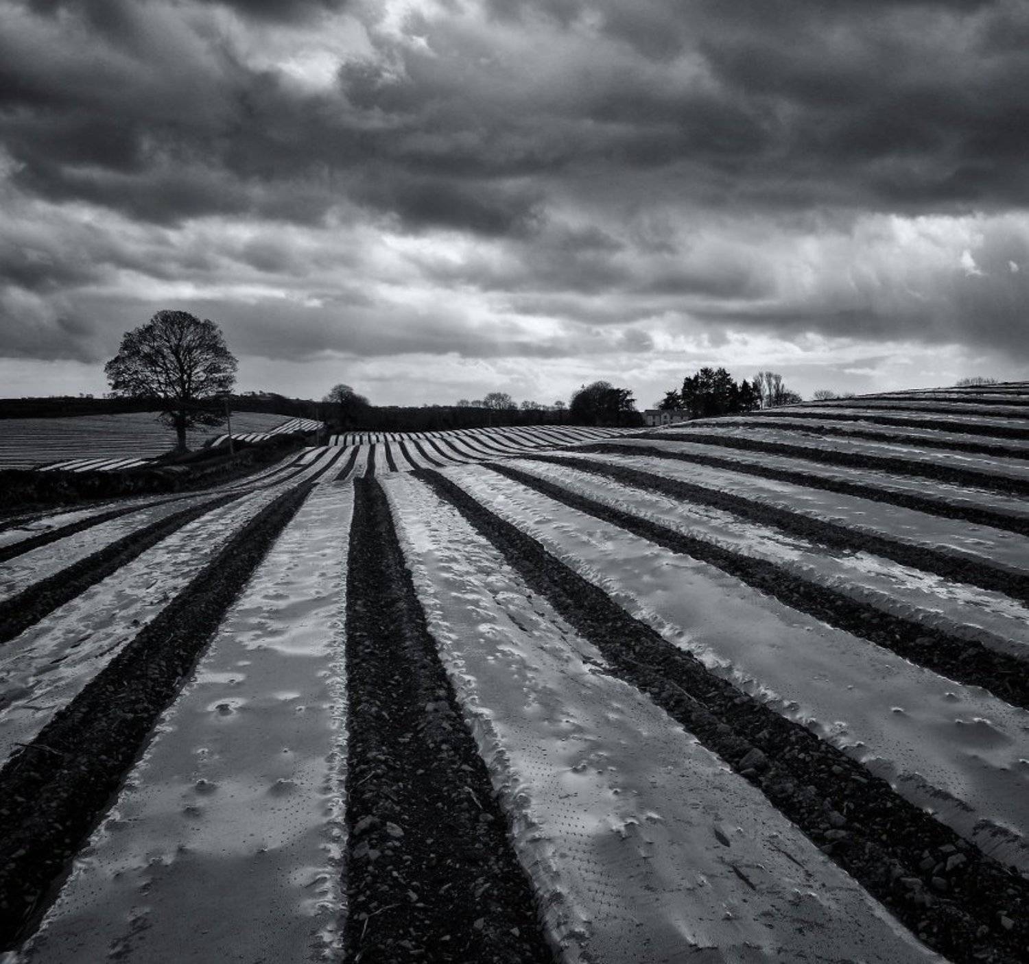 , Emilis Baltrusaitis