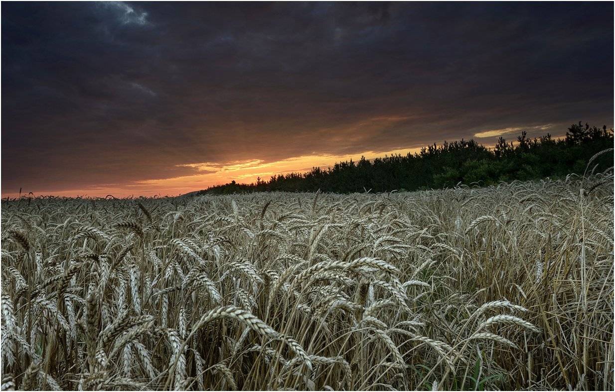 , Румен Паисиев