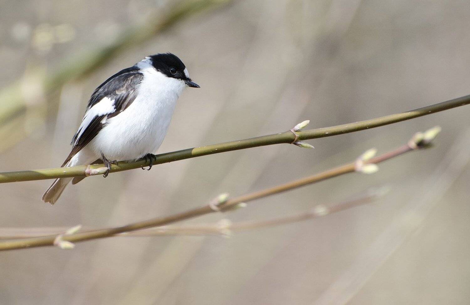 , Михаил Агеев