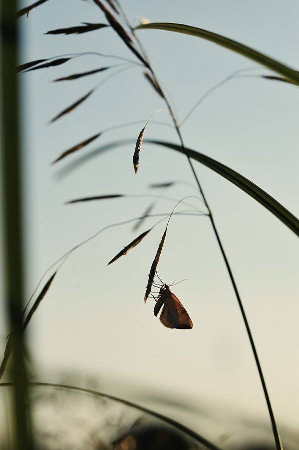 , Григорий Пиль