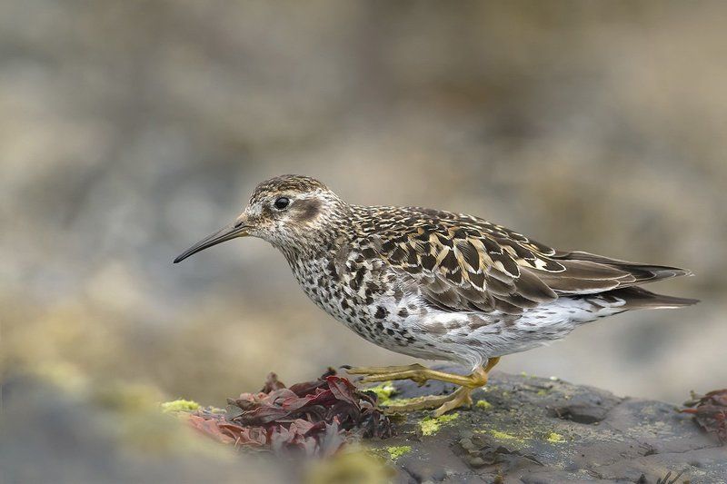 Морской песочник (Calidris maritima) фото превью