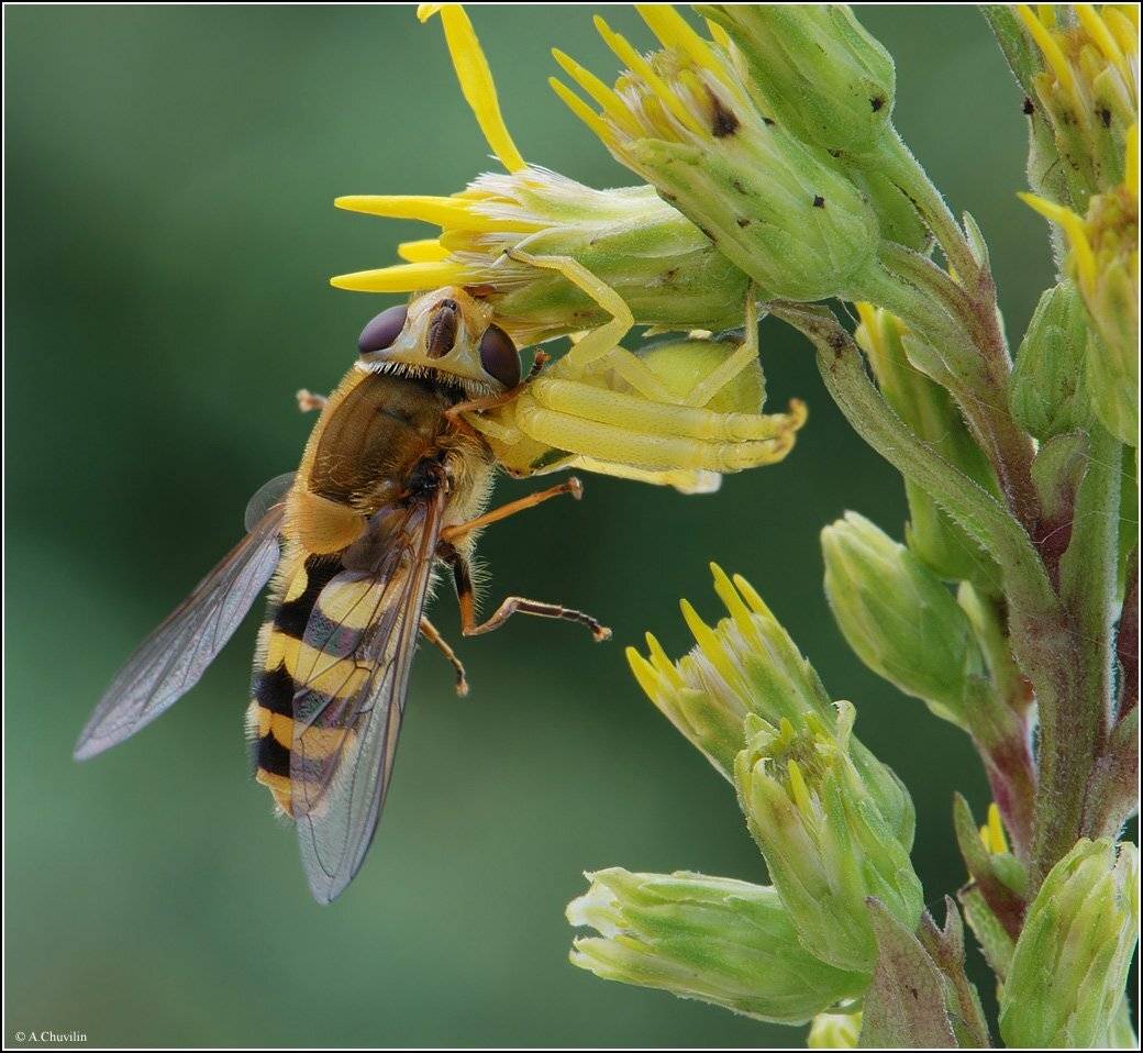 паук,муха,вскружить,голову, Александр Чувилин