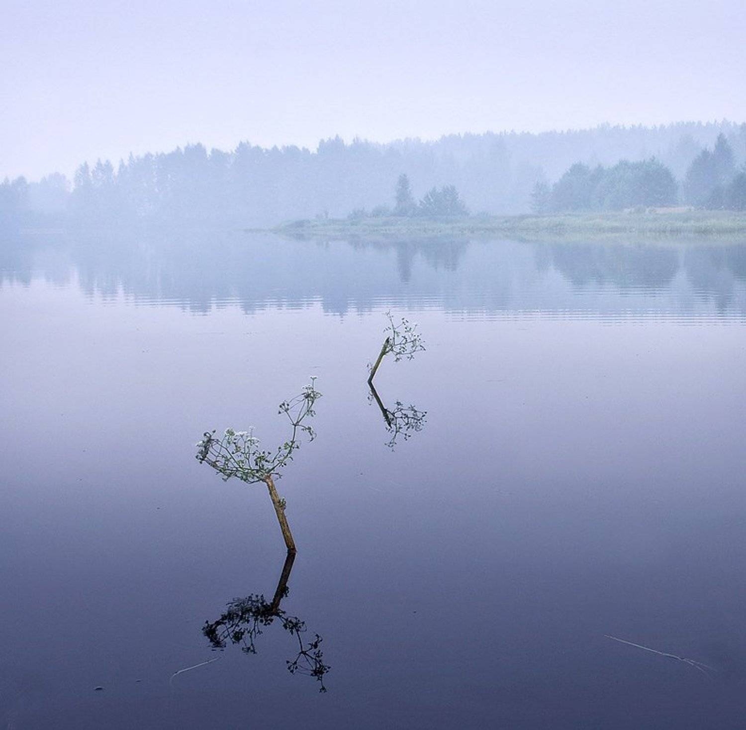 , Дмитрий Алексеев