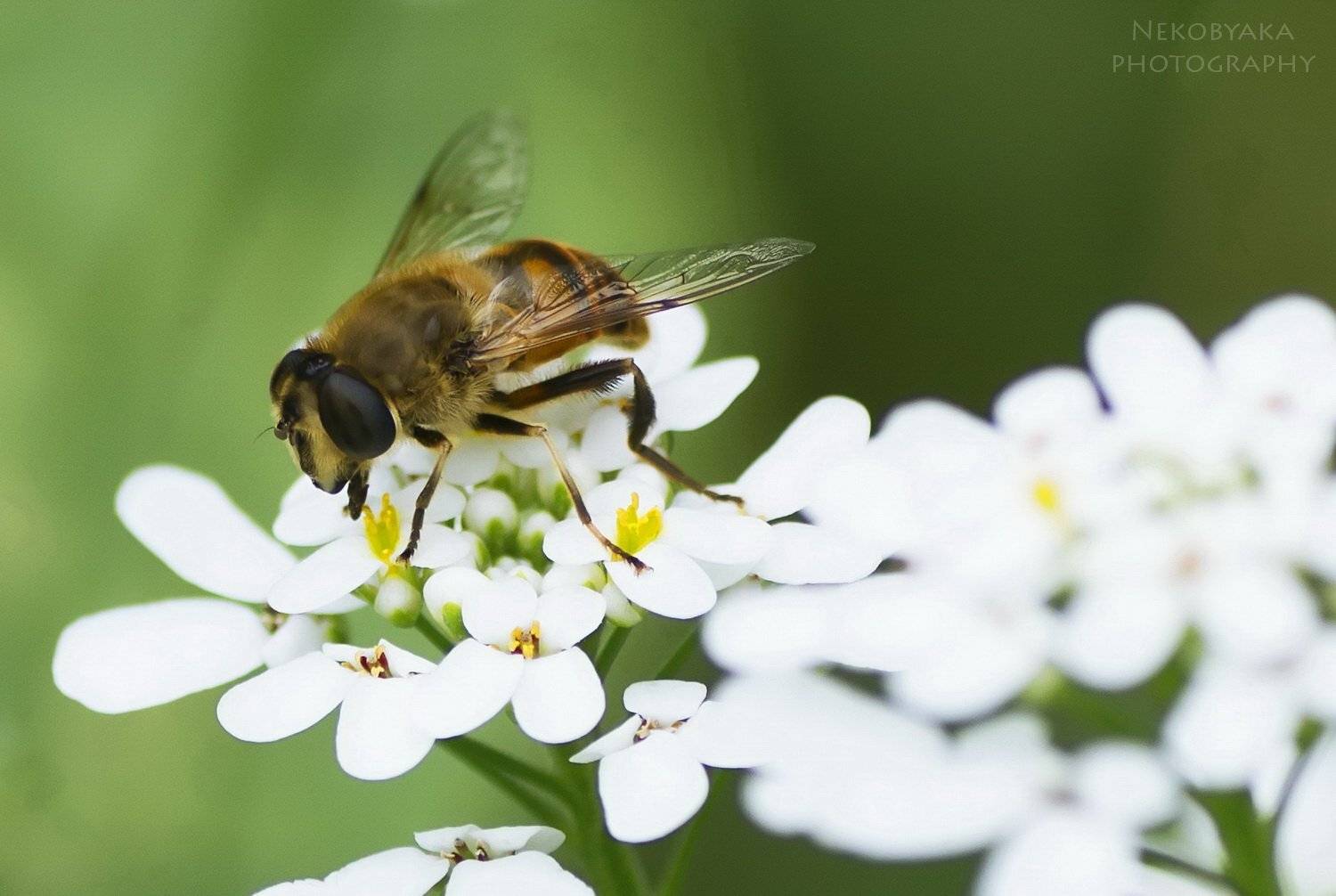 , Мамакова Анжелика
