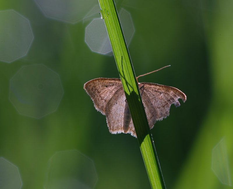 Застенчивая фото превью