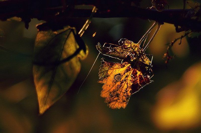 wake,macro,autumn,foil,sun Lost Tales Series фото превью