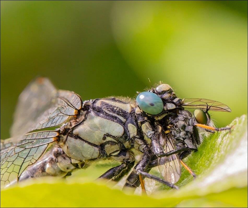 , Бурлов Андрей