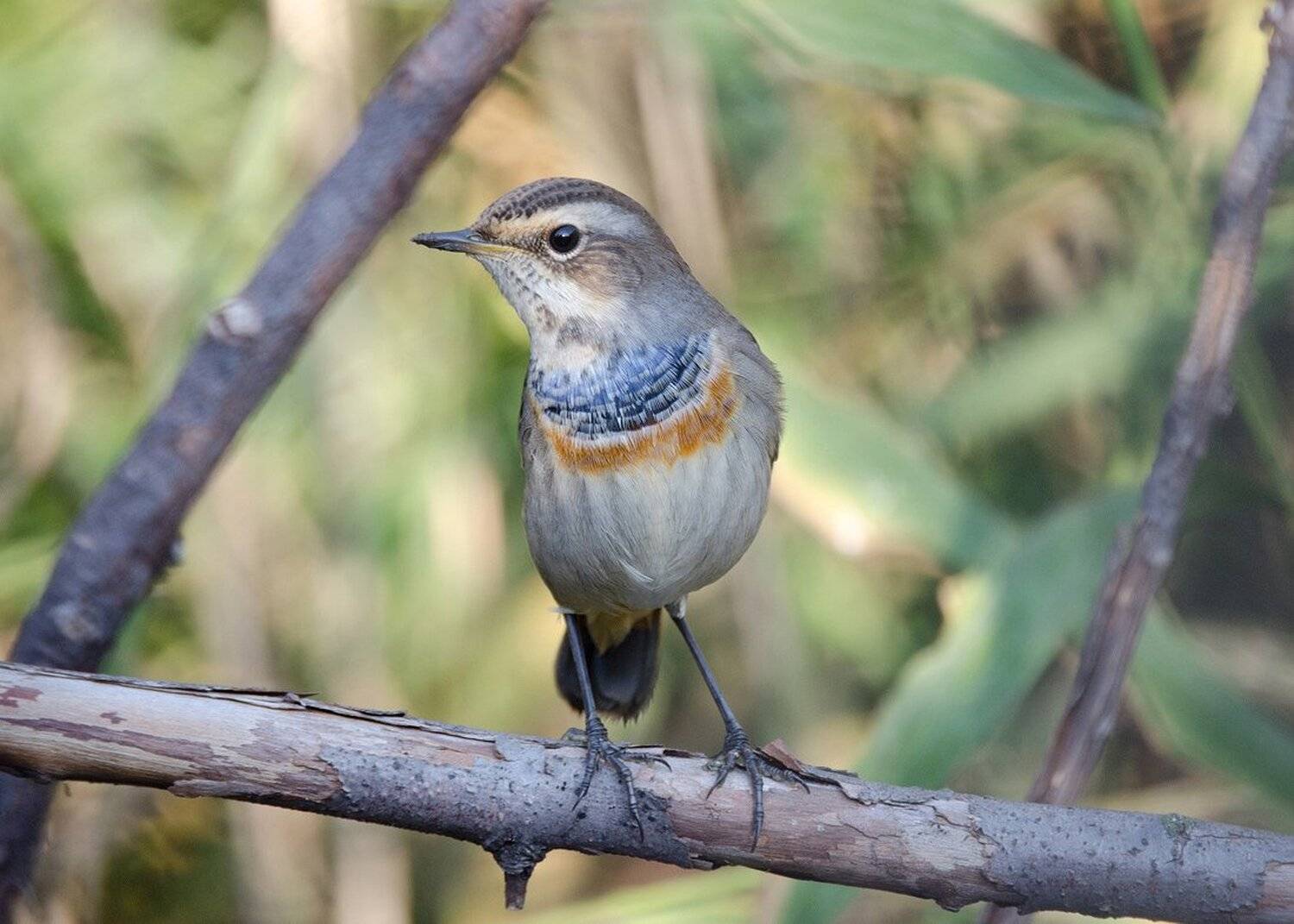 , Михаил Агеев
