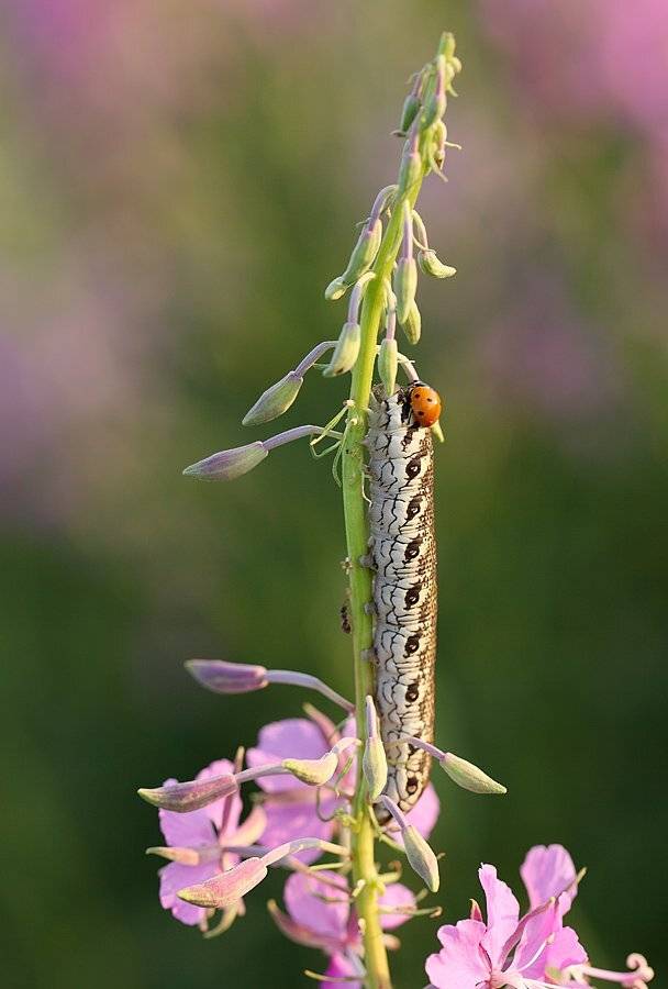 , Сергей Таланов