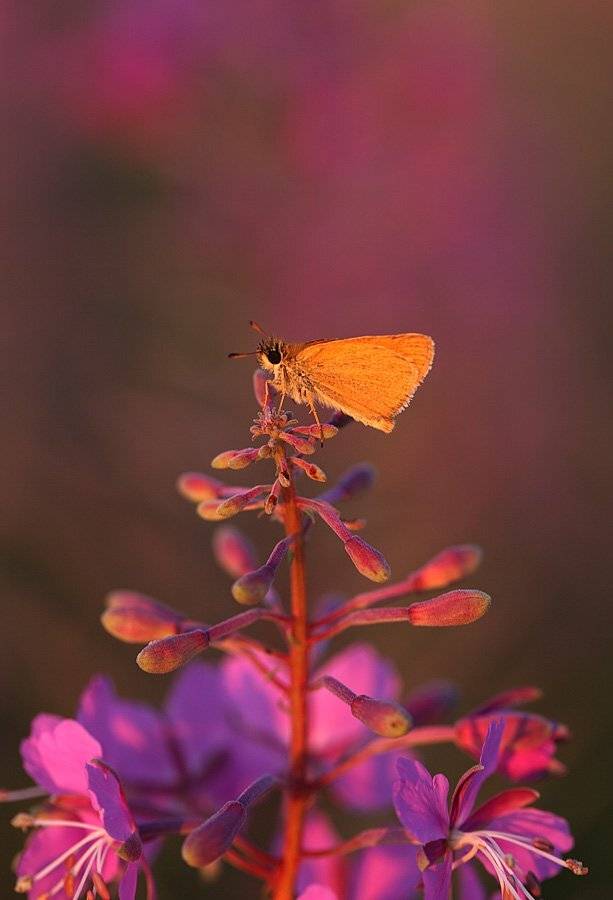 , Сергей Таланов