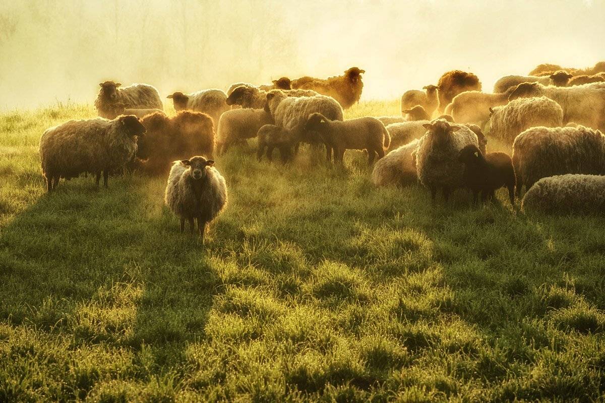 , Rimantas Bikulcius