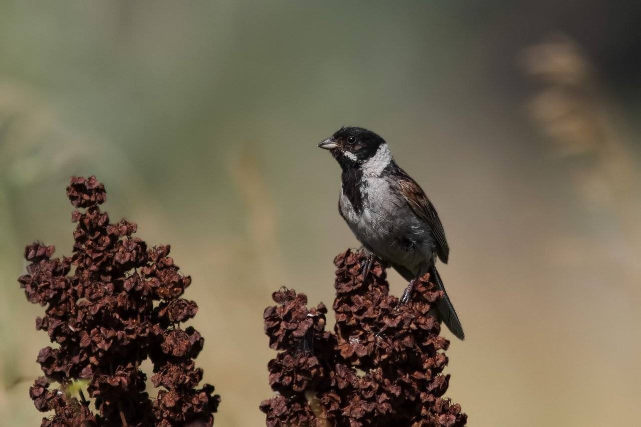 , Ляпустин Юра