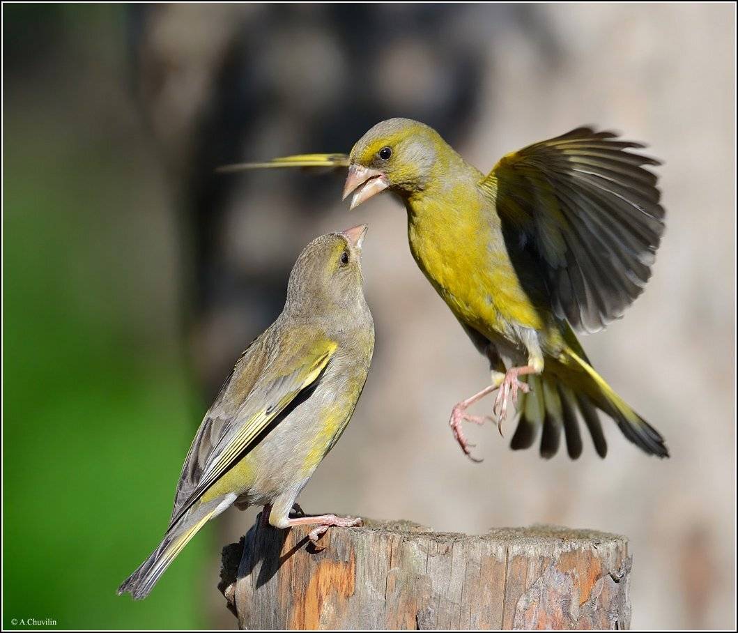 зеленушки,поцелуй,в,лоб, Александр Чувилин