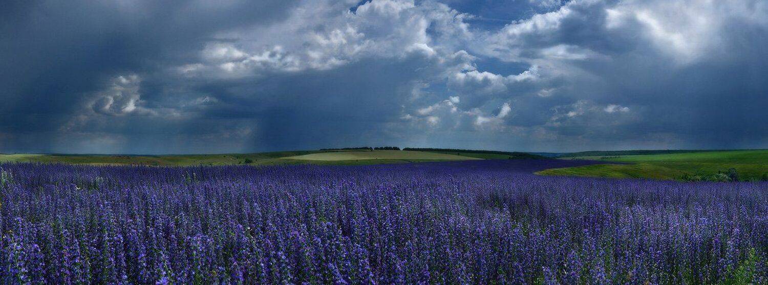 гроза, луг, поле, Животков Андрей