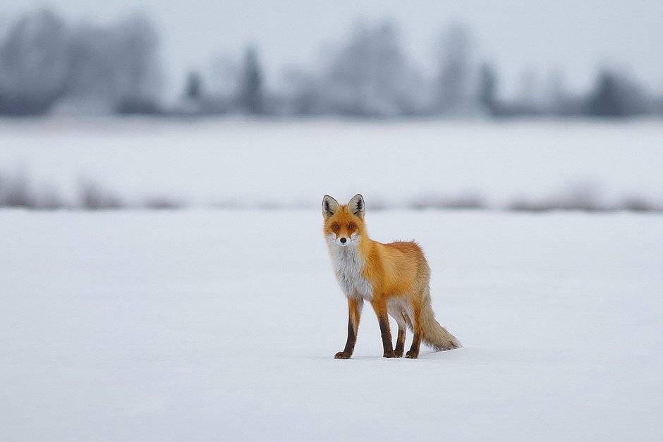 , Вилюнов Дмитрий