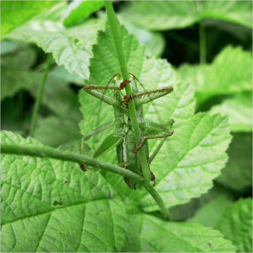 кузнечик, КарОл